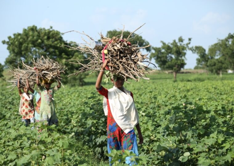 Summer 2023 Newsletter